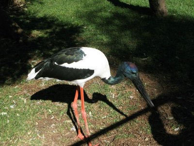 Jabiru, Black-necked Stock