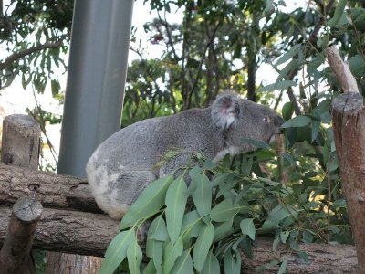 Koala looking for Food