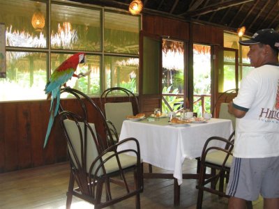 A Scarlet Macaw as Guest