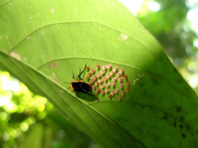 An Insect laying Eggs