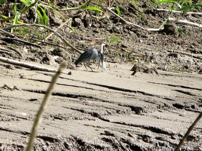 A Bird at Meal