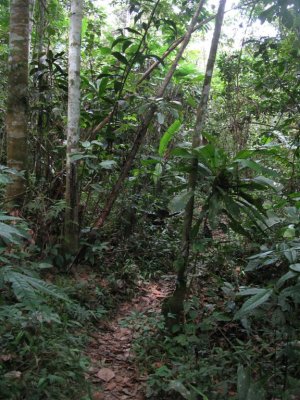 Rio Amazonas