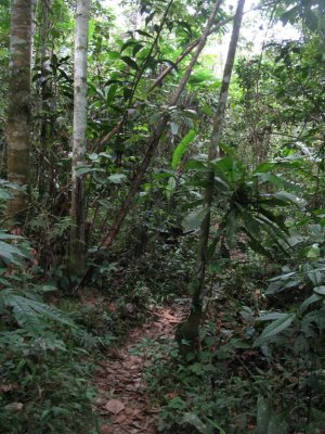 Path in the Forest