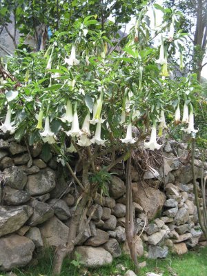 National Flower of Peru: Cantua