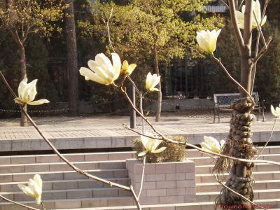 g3/84/478984/3/58784688.Qinghua_YuLan.jpg