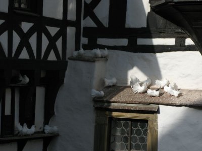 Special Kind of Pigeons on Castle Wartburg