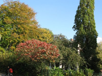 Autumn in the Town