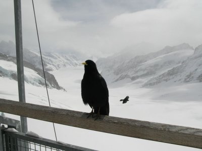 Alpine Chough (Pyrrhocorax graculus)