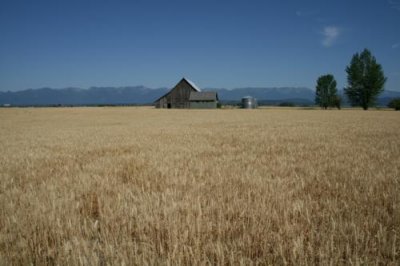 Wheat field at Somers