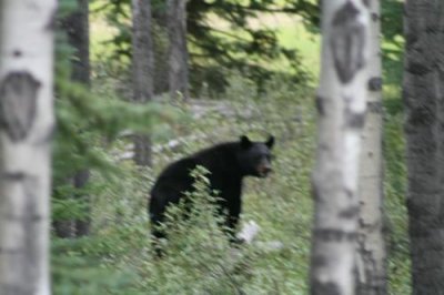 Black Bear near Jasper