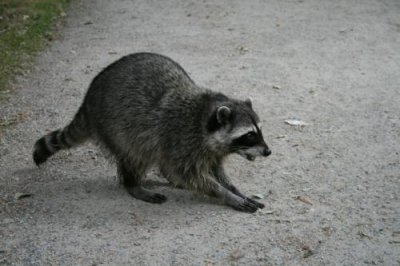 A racoon in Stanley Park, Vancouver