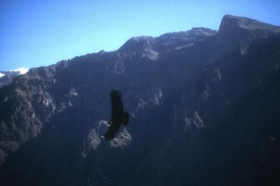 A condor at Colca canyon