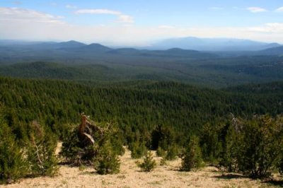 Forest east of Crater Lake