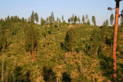 Boise National Forest