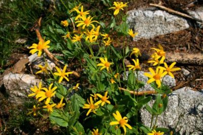 Wild Flowers in Sawtooth Mountains