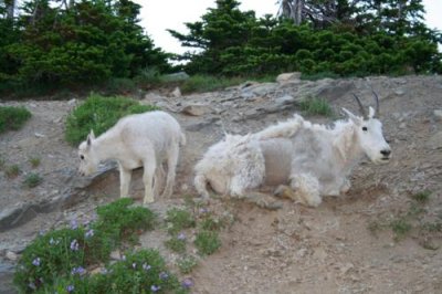 Goats on Logan Pass, Glacier NP