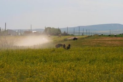 A field of bison