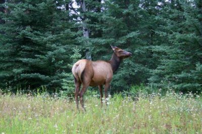 An elk near Jasper