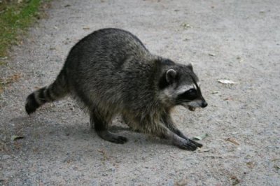 A racoon in Stanley Park