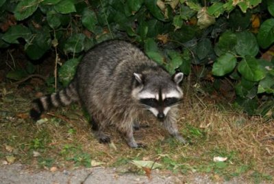 A racoon in Stanley Park