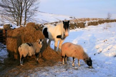 Sheep and Horse in Wensleydale