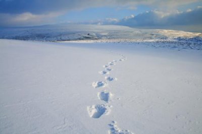 0652 footprints gt whernside.jpg