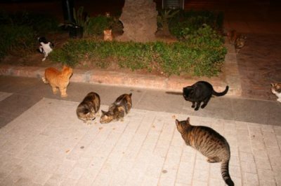 Cats in Nerja