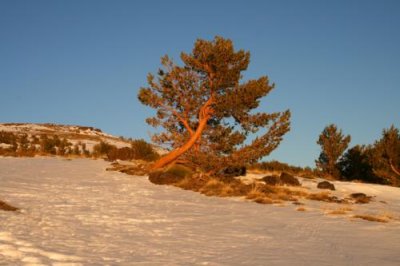 A lone tree in the Sierra Nevada