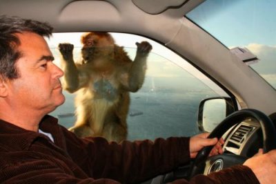 Ape at car window