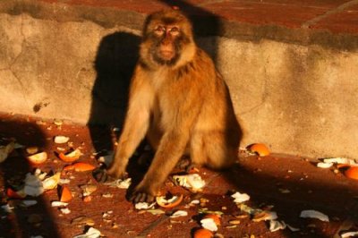 Ape and tangerine peel