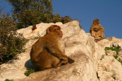 Apes of Rock of Gibraltar