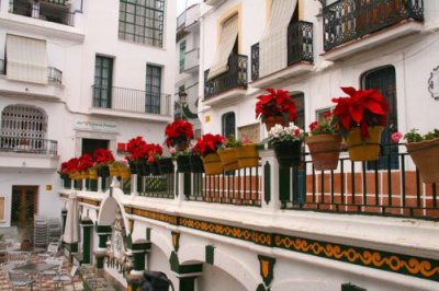 Poinsettas at Competa