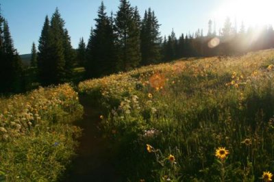 7091 wildflower sunny meadow.jpg