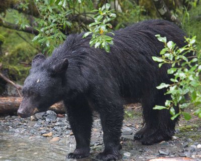 A shy dark muzzle black bear at Steep Creek looking for fish.