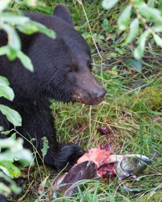 Black bear eating very fresh sockeye salmon