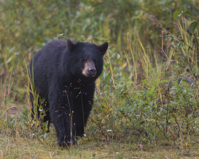Second summer juvenile black bear on the prowl for food