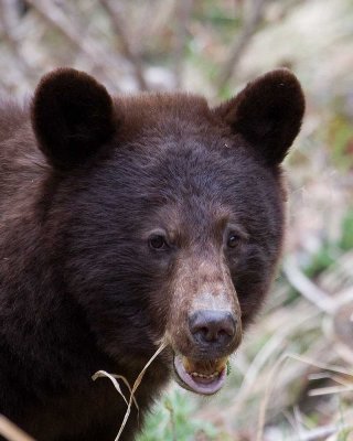 Face shot of the 2007 Cinnamon Cub back this spring