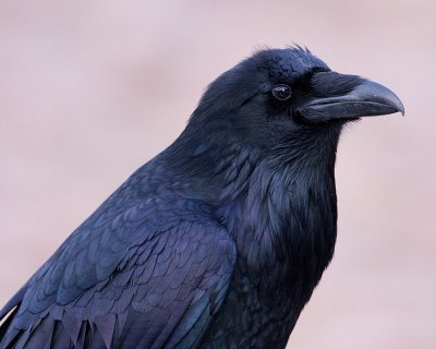Raven portrait