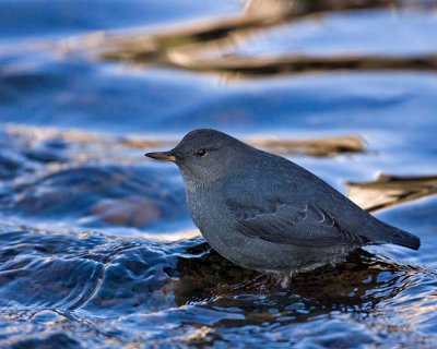 American Dipper