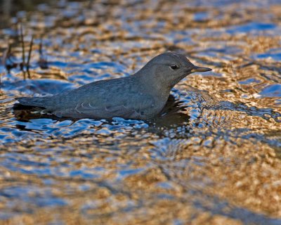 Dipper in Switzer Creek as sun sets in background