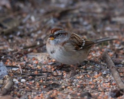 Tree Sparrow