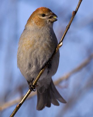 Pine Grosbeak