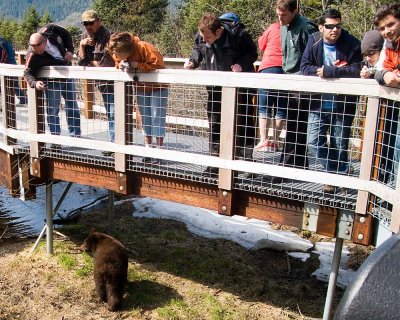 Bear Viewing from the platforms is excellent!