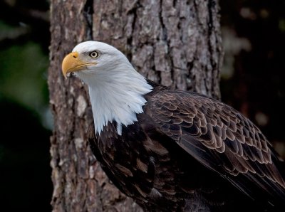 Eagle in Spruce Tree