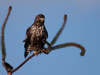 Harlan's Hawk