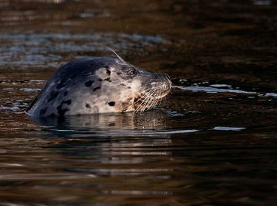 Harbor Seal in Auke Bay