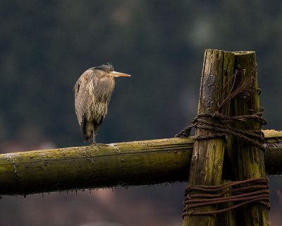 Great Blue Heron on an old dock