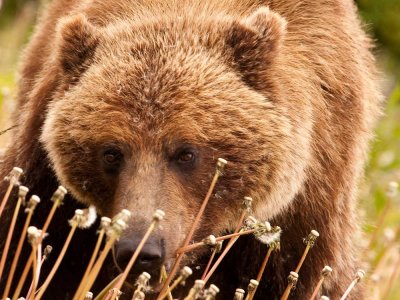 Face view of a Brown Bear