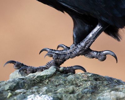 Close look at a ravens foot
