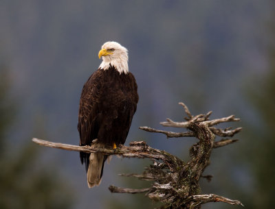 Eagle sitting on an old tree snag